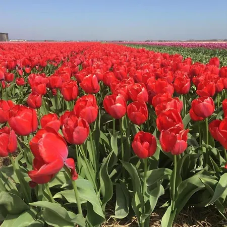 By Dutch Dunes With Balcony Views דירה