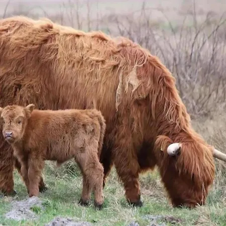 By Dutch Dunes With Balcony Views *